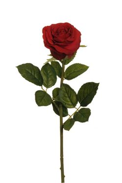 Immagine di Rosa bocciolo aperto, rossa,  h.cm68