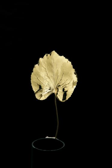 Immagine di Foglie begonia metallic oro, 
h.cm10