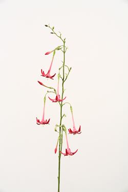 Immagine di Fuchsia x5 + 3 boccioli "Vitrum" 
h.95cm, rosa