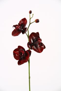 Immagine di Phalaenopsis x3 "Vitrum" 
h.67cm, bordeaux