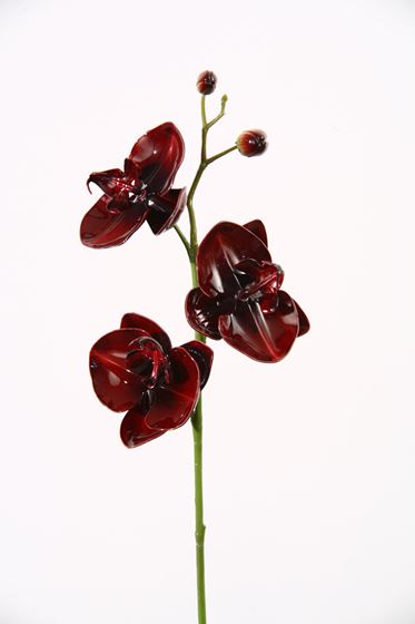 Immagine di Phalaenopsis x3 "Vitrum" 
h.67cm, bordeaux