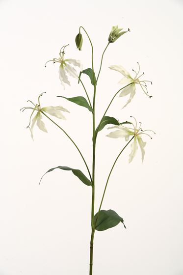 Immagine di Gloriosa h.105cm
crema