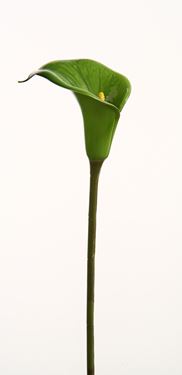 Immagine di Calla Lily Vitrum
verde h.cm61