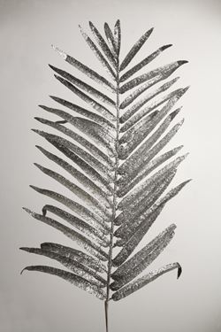 Immagine di Ramo palma argento 
piccola, h.cm124