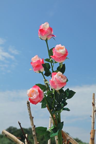 Immagine di Bocciolo rosa "AIDA", h.90cm
rosa