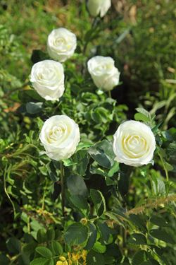 Immagine di Rosa bocciolo "Splendida" 
h.78cm, bianco