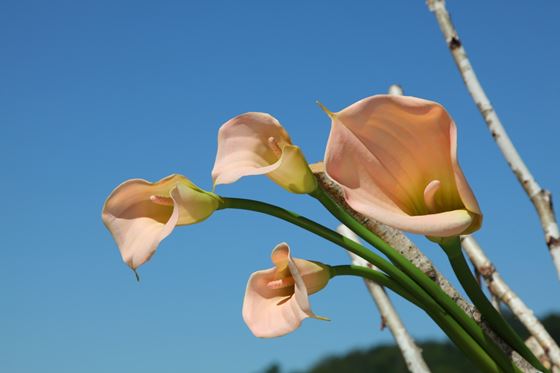 Immagine di Calla h.117cm,
rosa