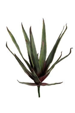 Immagine di Stelo di Aloe, piccolo, verde, h cm53