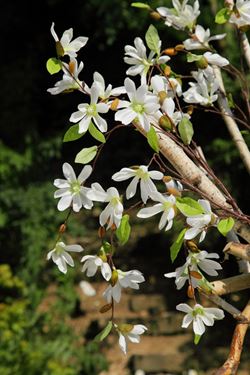 Immagine di Ramo Magnolia, h.cm92
bianco