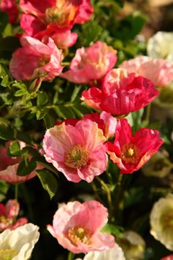 Immagine di Mini busch papaveri
rosa h.cm38