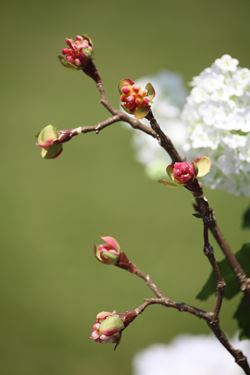 Immagine di Ramo frutto d'acero
rosa h.cm112