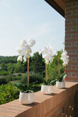 Immagine di Orchidea x1 in vaso, bianco
H 55cm.