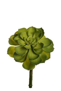Immagine di Succulente con stelo, verde chiaro, h cm 22