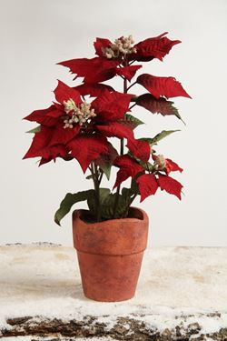 Immagine di Vaso poinsettia rossa, h.cm40