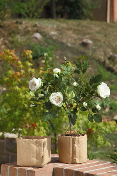 Immagine di Arbusto rose h.53cm
panna