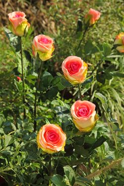 Immagine di Rosa bocciolo "Splendida" 
h.78cm, rosa