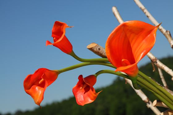 Immagine di Calla h.66cm, 
arancio