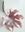 Immagine di Foglia Fatsia Vitrum
lilla h.cm44