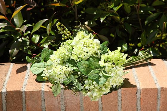 Immagine di Bush Hydrangea
verde h.cm46