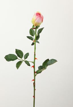 Immagine di Rosa bocciolo, 45cm