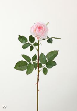 Immagine di Rosa, 65 cm