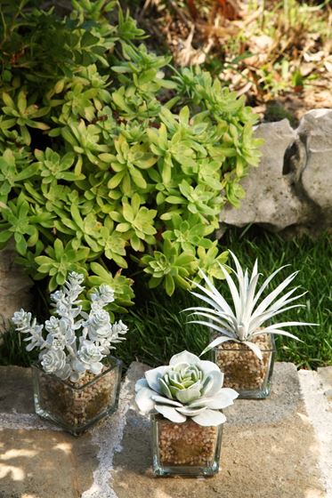 Immagine di Echeveria in vaso di vetro,
verde/bianco,altezza 15 cm