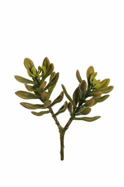 Immagine di Rametto di Succulente, verde, h cm 22.5