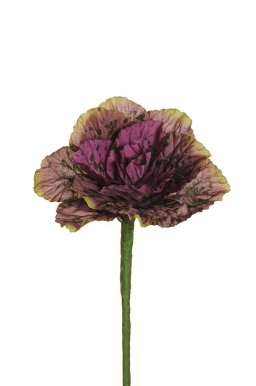 Immagine di Cavolo ornamentale viola, 
34 cm
