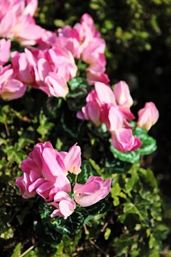 Immagine di Bush ciclamini x7 h.25cm
rosa