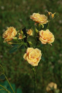 Immagine di Rosa Alinka piccola h.51cm
giallo/rosa