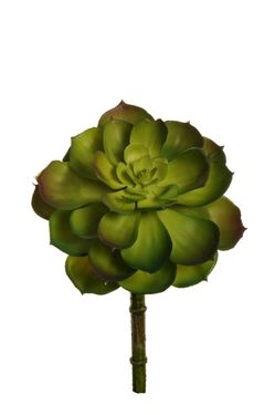 Immagine di Succulente con stelo, verde, h cm 22