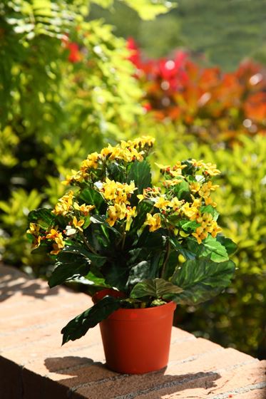 Immagine di Kalanchoe in vaso h.30cm giallo