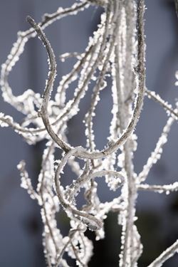 Immagine di Kiwi contorto bianco frost 80cm 10pz/mz