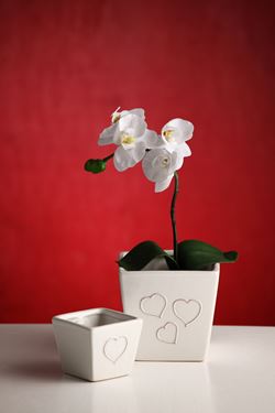 Immagine di Vaso tre cuori piccolo,bianco,
cemento,7x7xH6cm