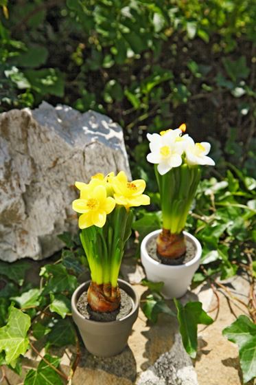 Immagine di Set 3 candele narciso giallo in vasetto di ceramica, h.20cm 