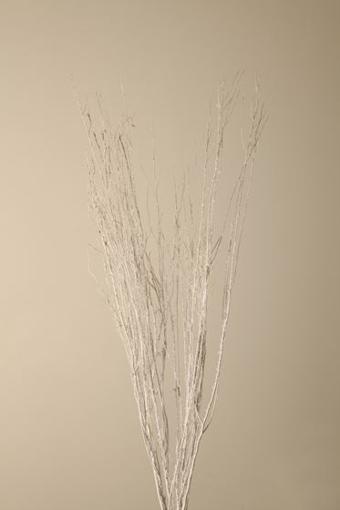 Immagine di White lady bianco frost 100cm 5pz/mz