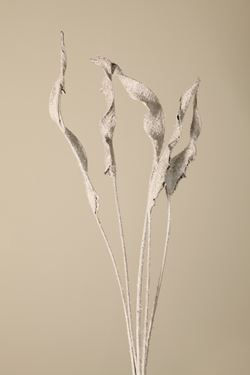 Immagine di Sterlizia bianco frost 100cm 5pz/mz