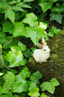 Immagine di Candela coniglio con occhi grandi
h.11cm crema/marrone