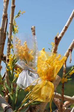 Picture of Busta mimosa, cm14xh.25fashion giallo