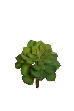 Picture of Echeveria, verde,
d.cm.12x16h