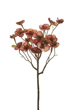 Immagine di Begonia ramo, rosa,
h.cm.57