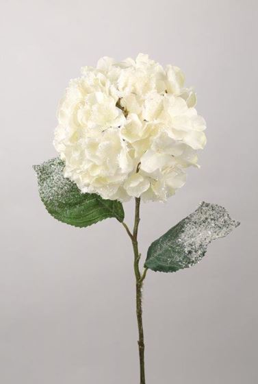 Immagine di Hydrangea Ice, h.cm72
bianco