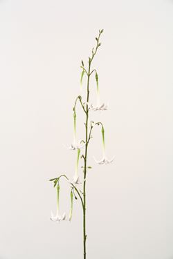 Immagine di Fuchsia x5 + 3 boccioli "Vitrum" 
h.95cm, bianco