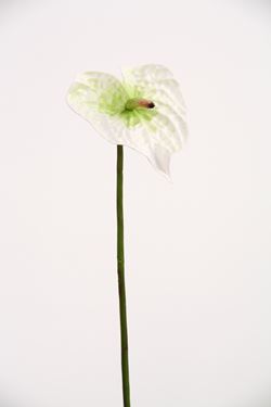 Immagine di Anthurium "Vitrum" h.63cm
bianco