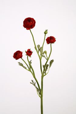 Immagine di Mini ranuncolo x5
h.50cm rosso scuro