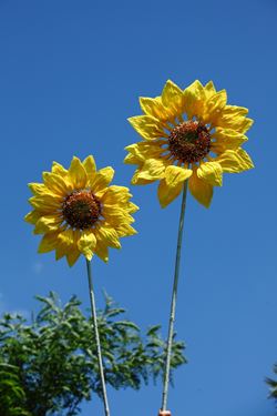 Immagine di S/2 Girasoli gialli,
h. cm 100 e 125