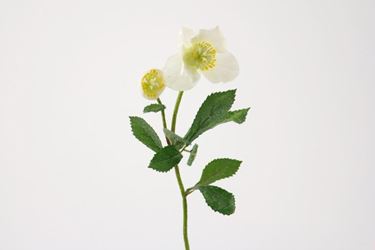 Immagine di Rosa di Natale x2 con glitter, h.cm38
bianco