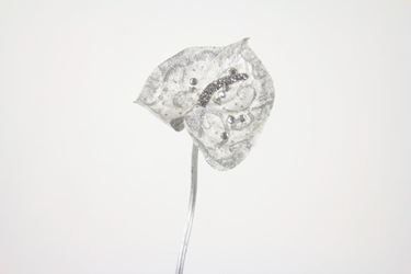 Immagine di Anthurium argento,
h.cm65