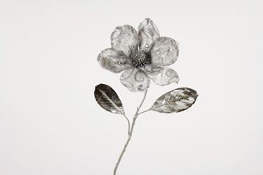Immagine di Magnolia argento, h.cm70