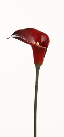 Immagine di Calla "Vitrum" h.64cm 
bordeaux